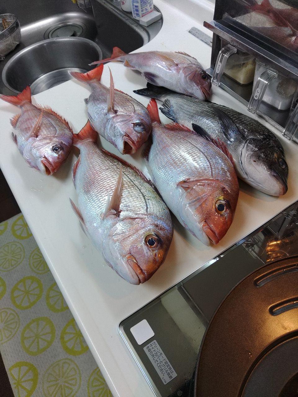 madai60さんの釣果 3枚目の画像