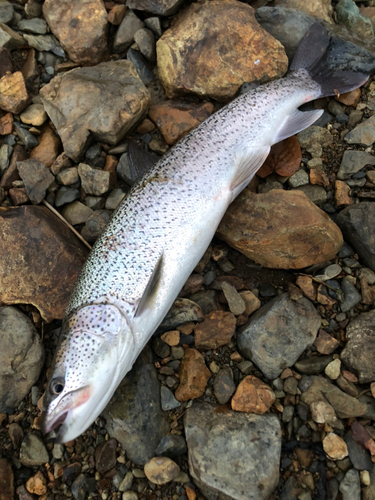 イトウの釣果