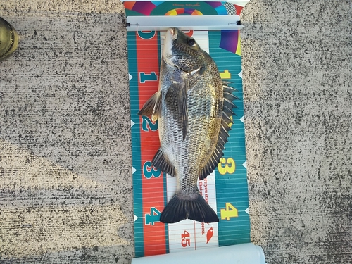 クロダイの釣果