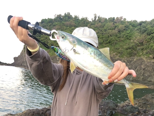 ヤズの釣果