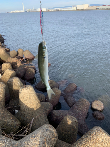 ボラの釣果