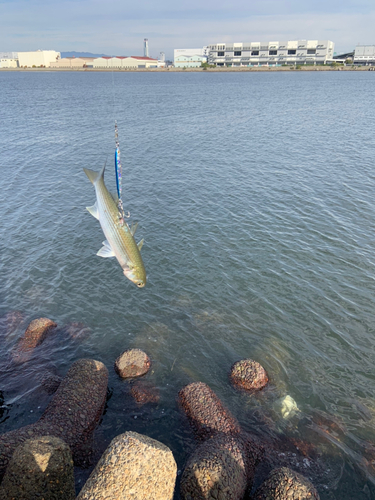 ボラの釣果