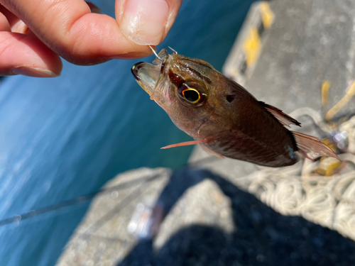 ネンブツダイの釣果