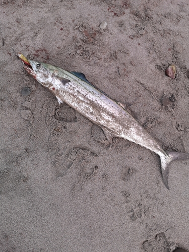 サゴシの釣果