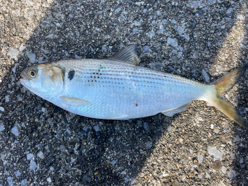 コノシロの釣果