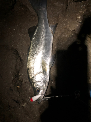 ヒラスズキの釣果