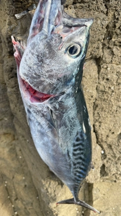 カツオの釣果