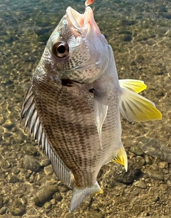 キビレの釣果