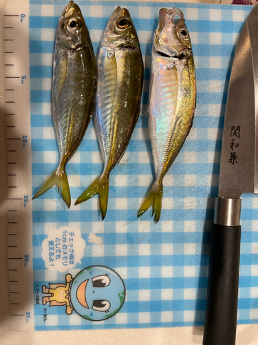 アジの釣果