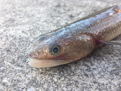 エソの釣果