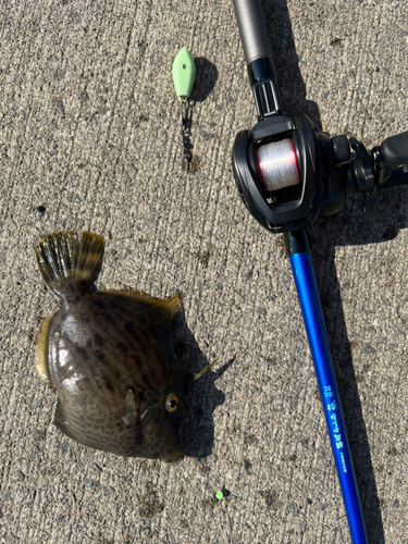 カワハギの釣果