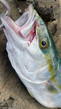 ツバスの釣果