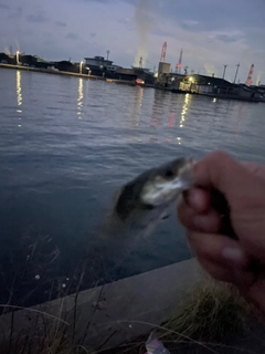 タケノコメバルの釣果