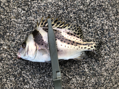 コショウダイの釣果