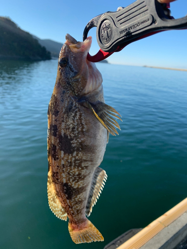 アイナメの釣果