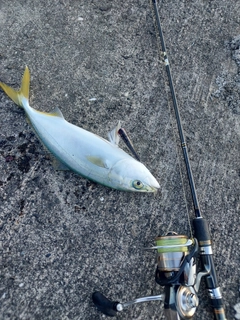 ヤズの釣果