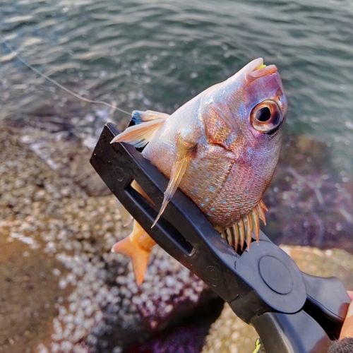 チャリコの釣果