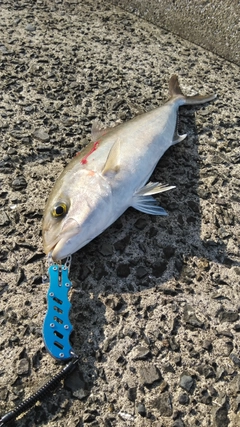 カンパチの釣果