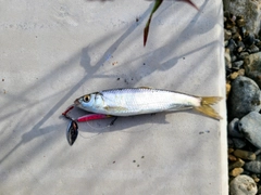 オイカワの釣果