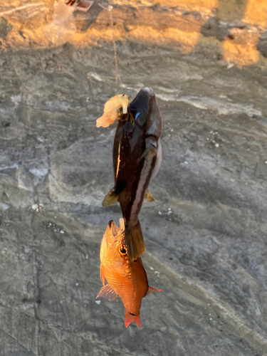 ネンブツダイの釣果