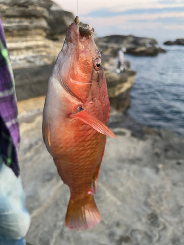 アカササノハベラの釣果