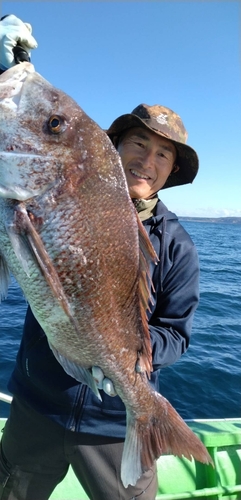 マダイの釣果