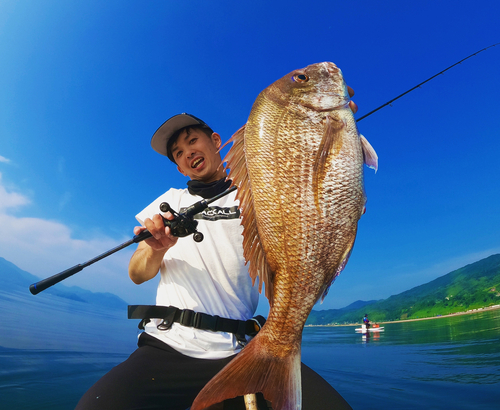 マダイの釣果