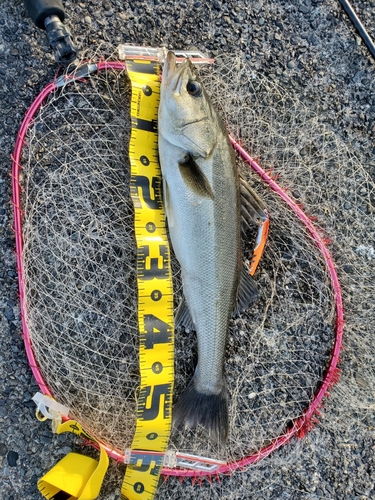 フッコ（マルスズキ）の釣果