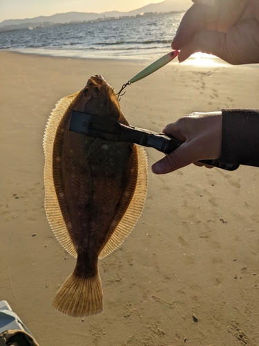 カレイの釣果