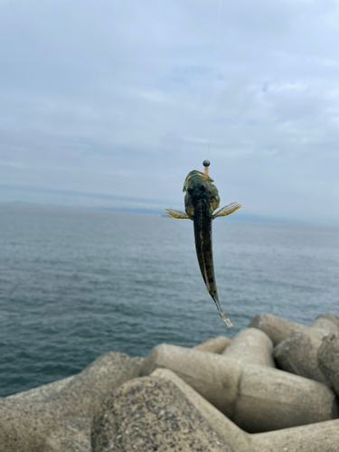 アナハゼの釣果