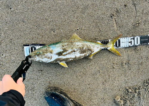 ハマチの釣果