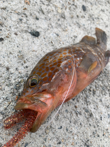 キジハタの釣果