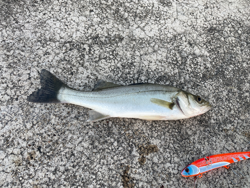 フッコ（マルスズキ）の釣果