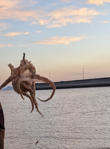 イイダコの釣果