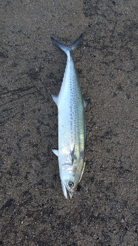 サゴシの釣果