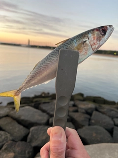 サバの釣果