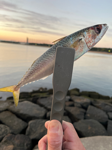 サバの釣果