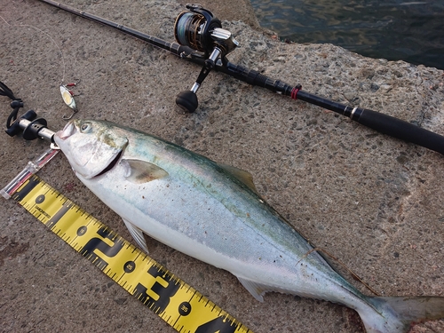 メジロの釣果