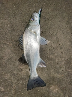 セイゴ（ヒラスズキ）の釣果