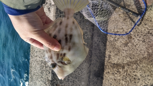 カワハギの釣果