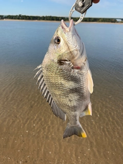 キビレの釣果