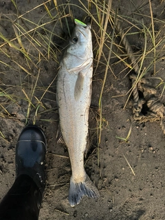 マルスズキの釣果