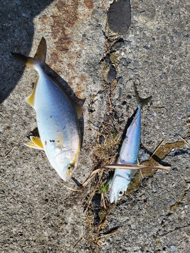 ショッコの釣果