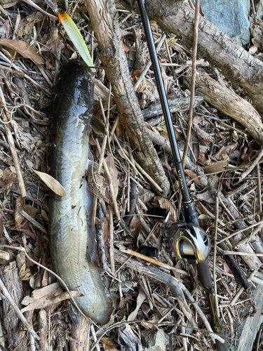 ナマズの釣果