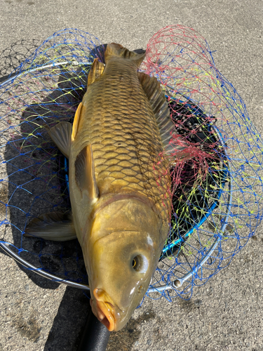 コイの釣果