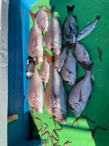 タイの釣果