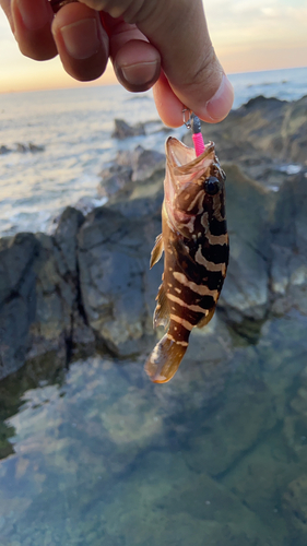 クエの釣果