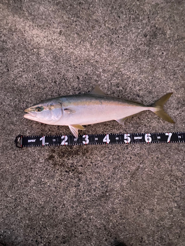 メジロの釣果