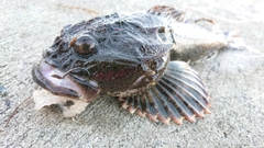 カジカの釣果