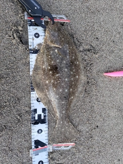 ヒラメの釣果